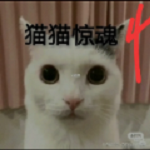 猫咪惊魂4动态狗头版 