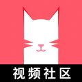 猫咪视频免费观看版